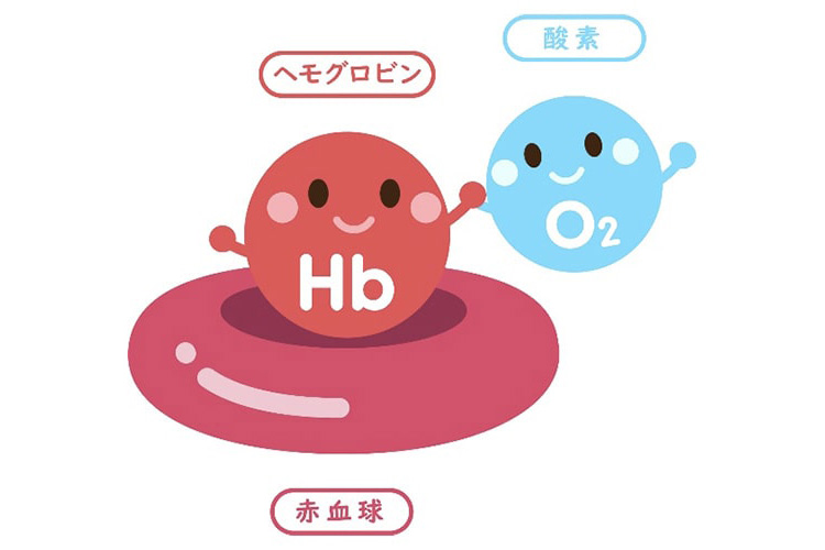 赤血球のイメージ