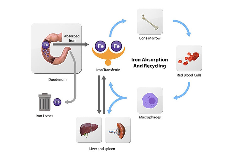 鉄代謝のイメージ