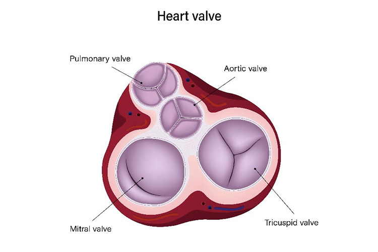 心臓弁膜症のイメージ
