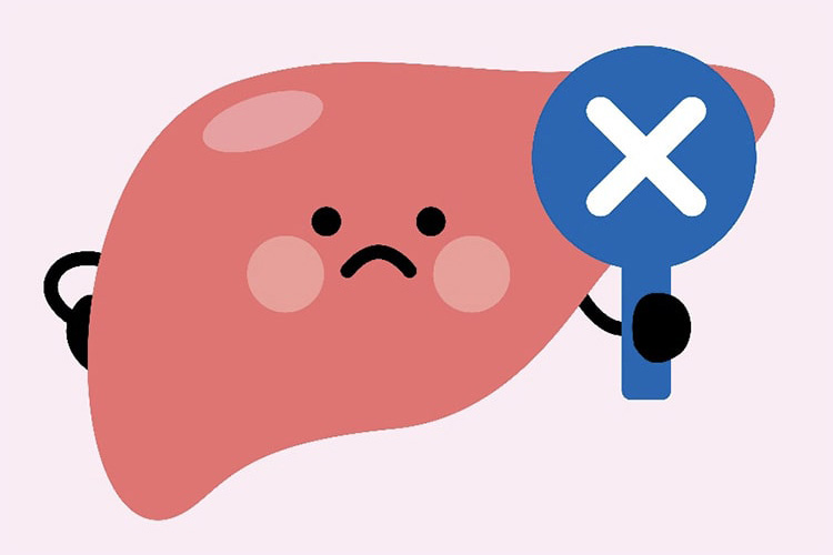 肝臓のイメージ