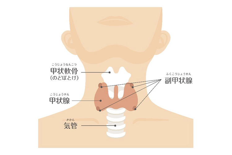 甲状腺のイメージ
