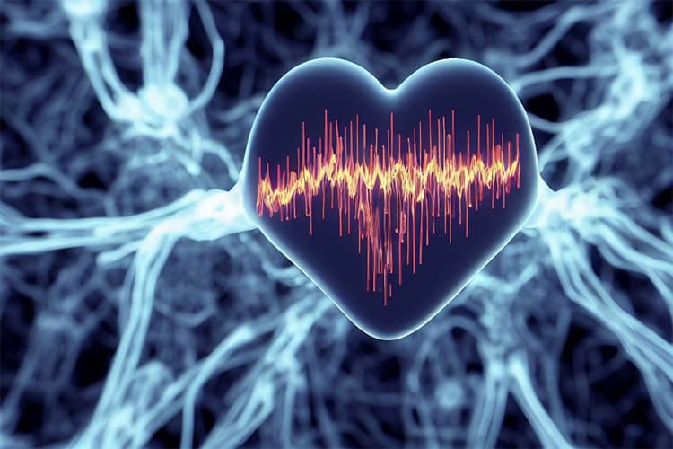 心臓のイメージ